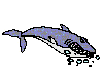 The Shark!